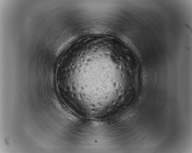X0000100970442200807081223