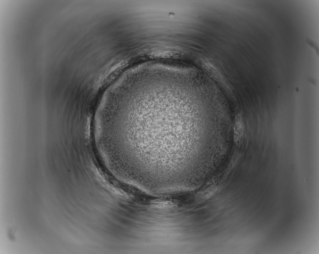 X0000100970454200807081223