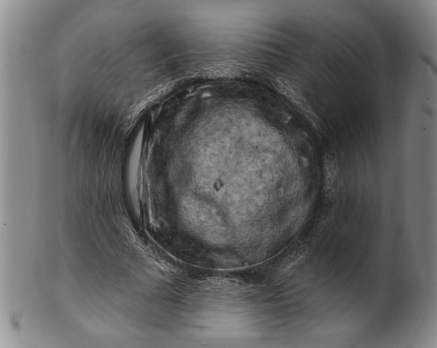 X0000100970681200807081220