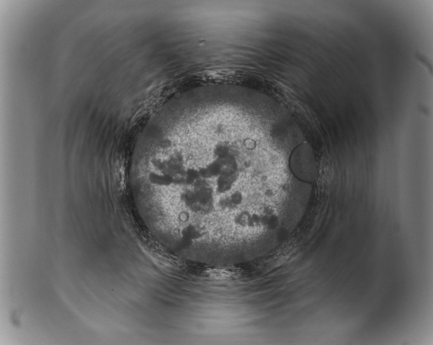 X0000100970703200807081219