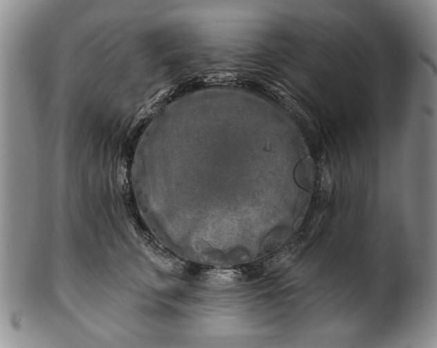 X0000100970711200807081219