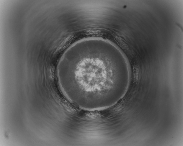 X0000100970712200807081219