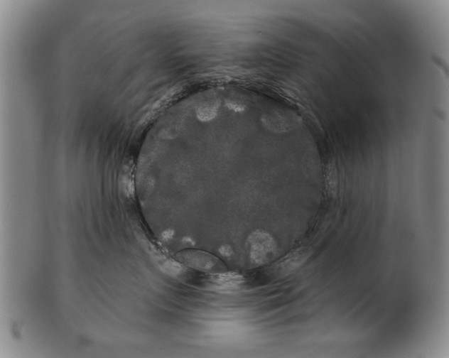 X0000100970719200807081219