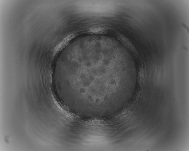 X0000100970734200807081219