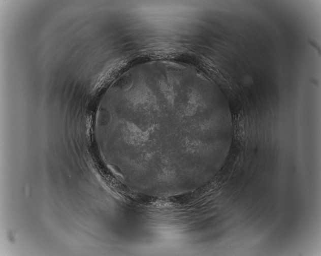 X0000100970742200807081219