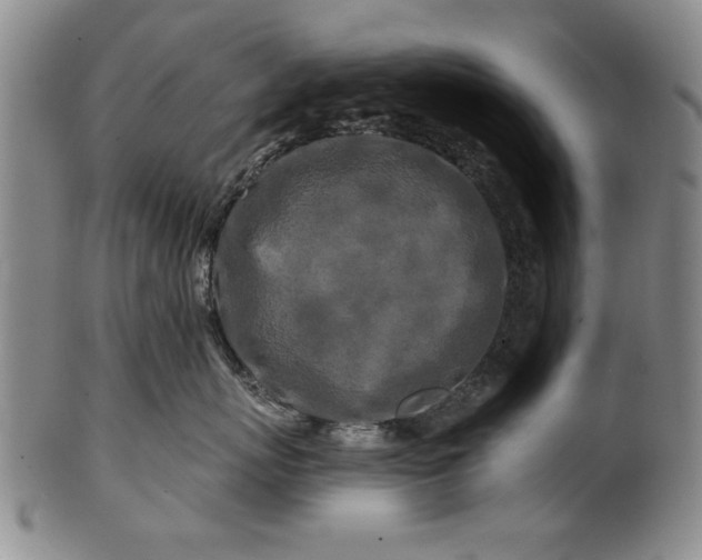 X0000100970767200807081219