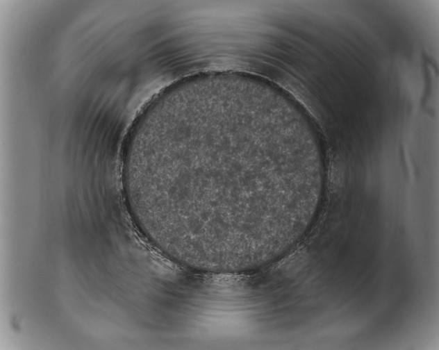 X0000100970832200807081217