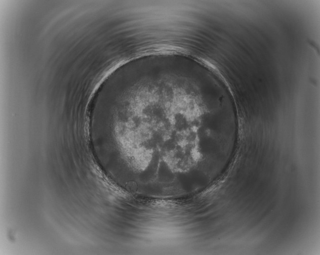 X0000100970835200807081217