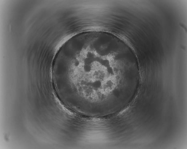 X0000100970839200807081217