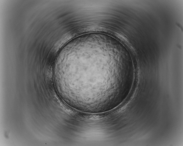 X0000100970841200807081217