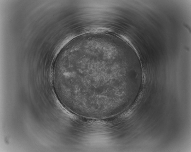 X0000100970851200807081217