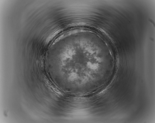 X0000100970921200807081215