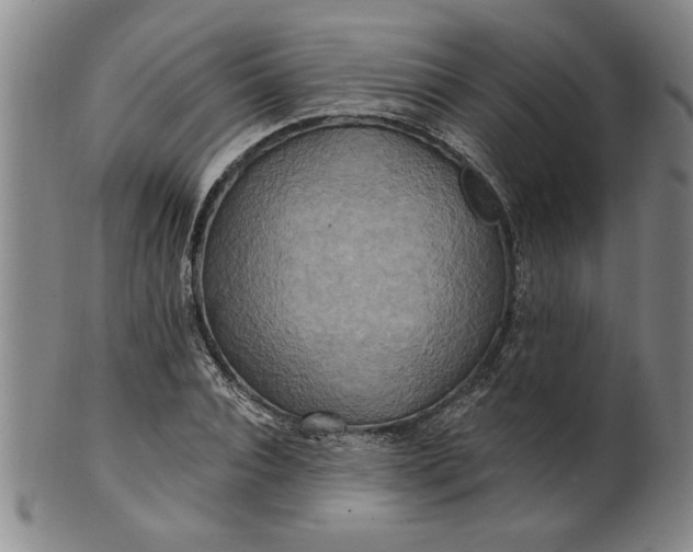 X0000100970928200807081215