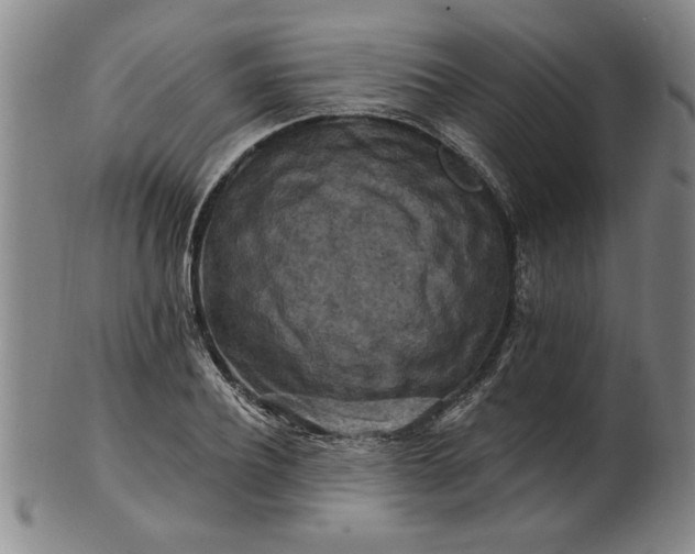 X0000100970932200807081215