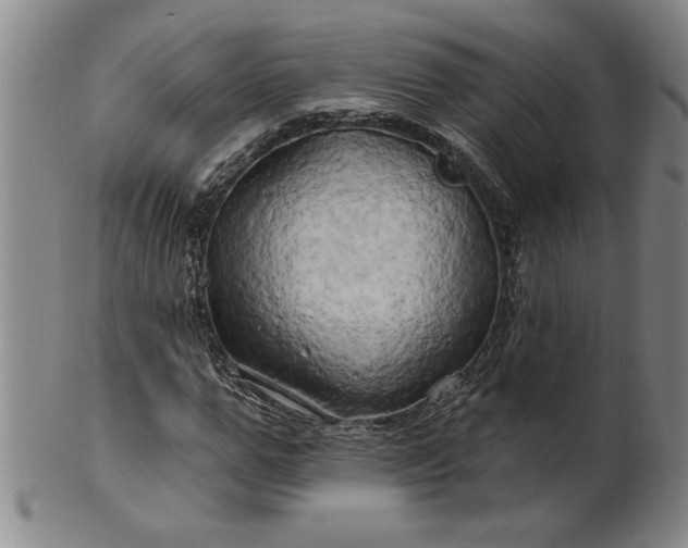X0000100970967200807081215
