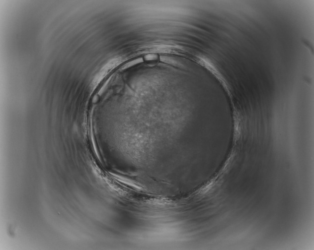 X0000100970994200807081215