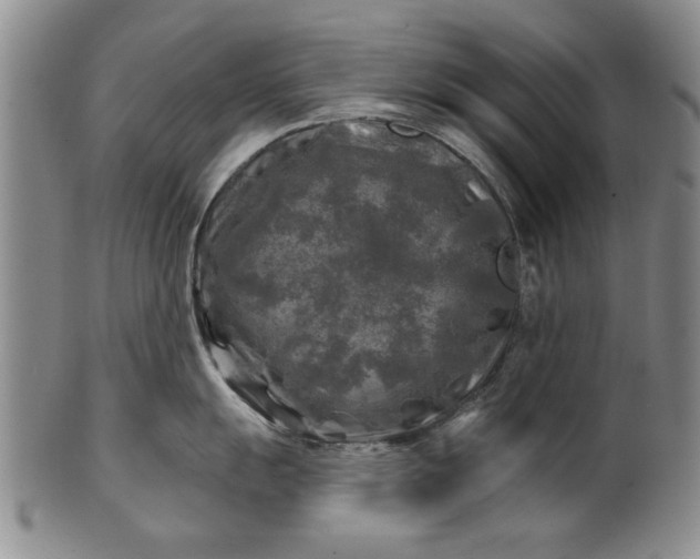 X0000100971055200807081214