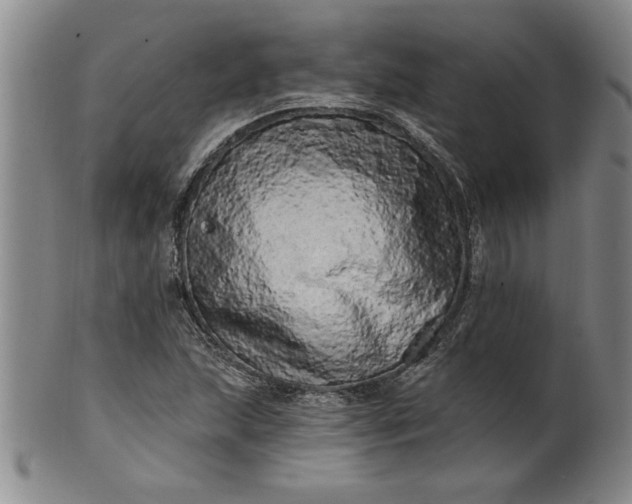 X0000100971215200807081211