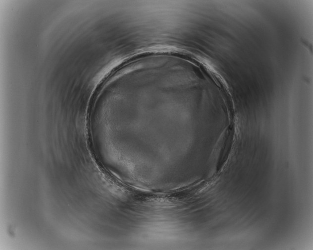 X0000100971229200807081211