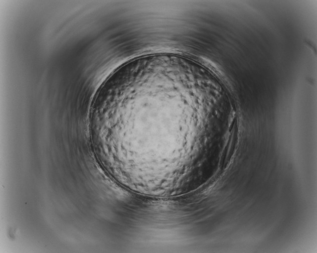 X0000100971236200807081211