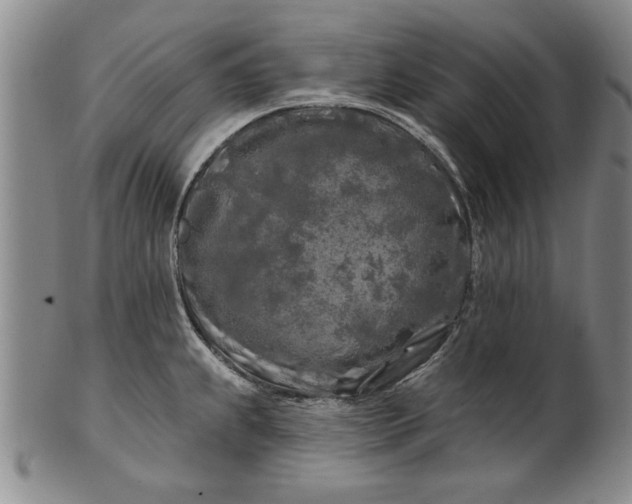 X0000100971239200807081211