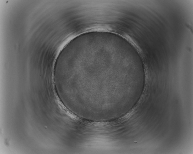X0000100971240200807081211