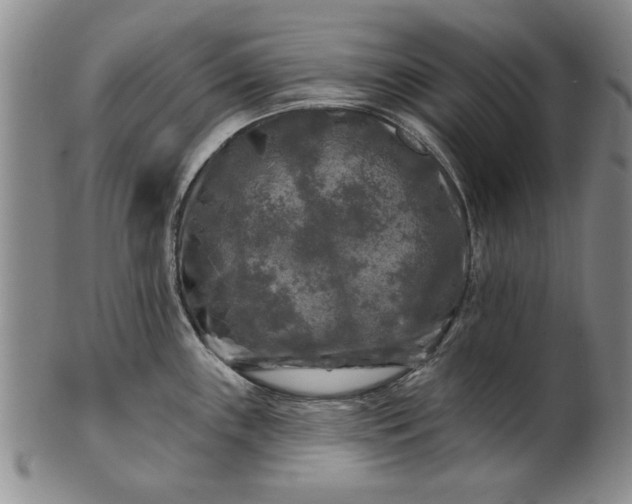 X0000100971243200807081211