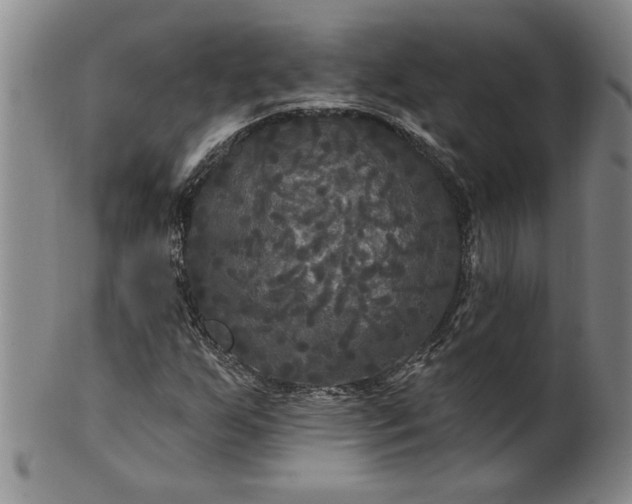 X0000100971255200807081211