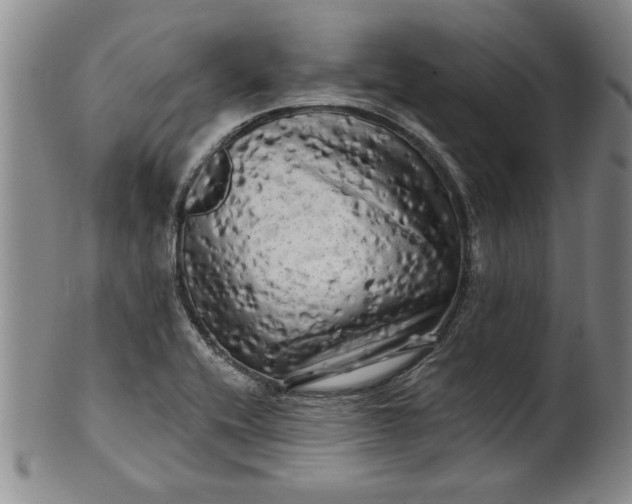 X0000100971416200807081208