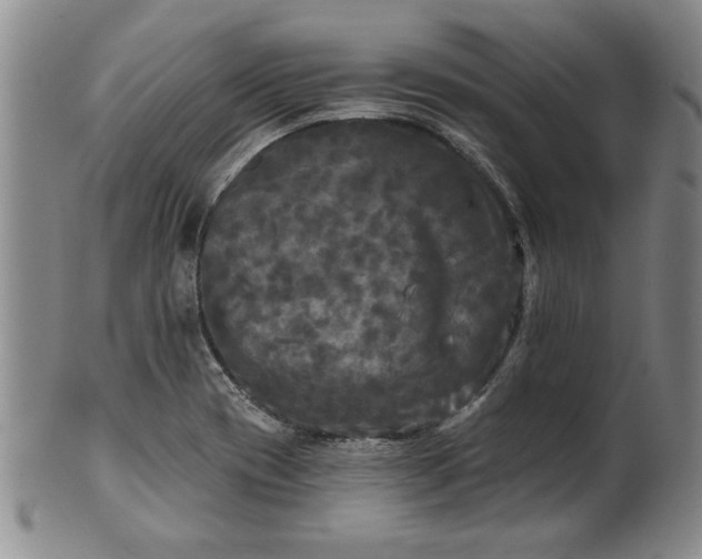 X0000100971417200807081208