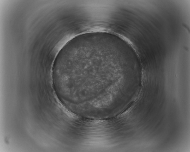 X0000100971423200807081208