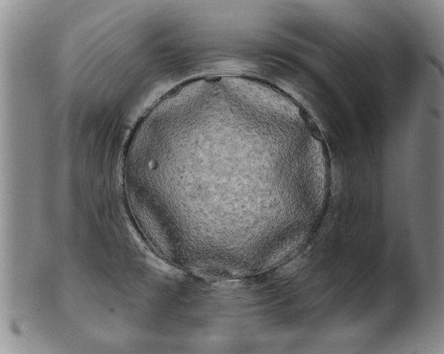 X0000100971477200807081207