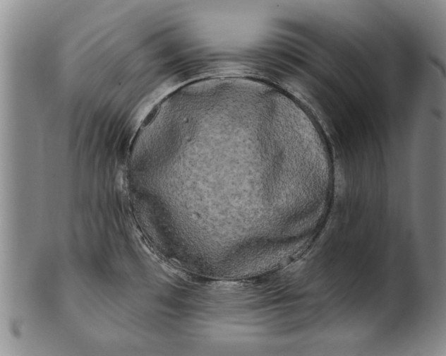 X0000100971481200807081207