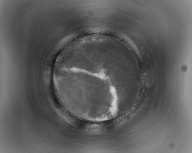 X0000100970163200807151400