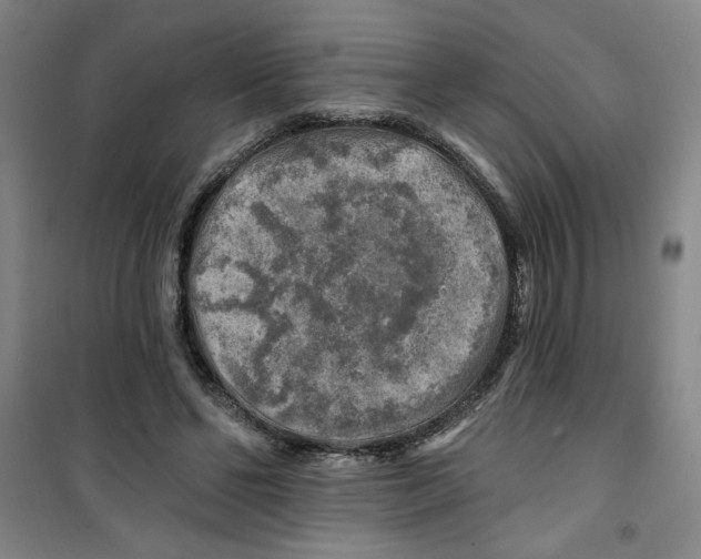X0000100970494200807151355