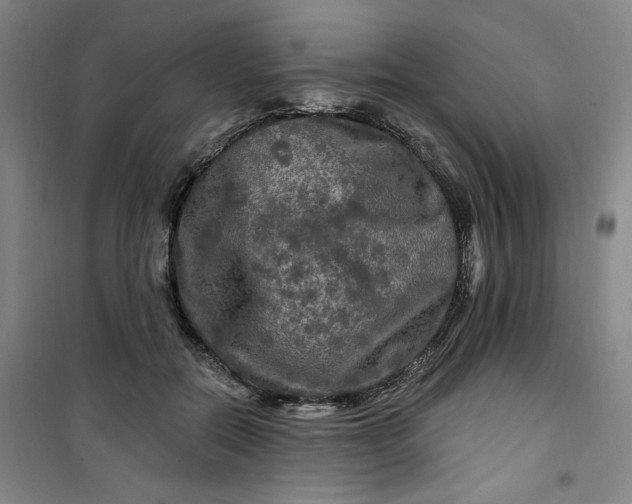 X0000100970554200807151354