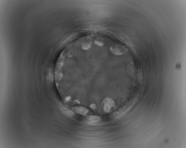 X0000100970719200807151351