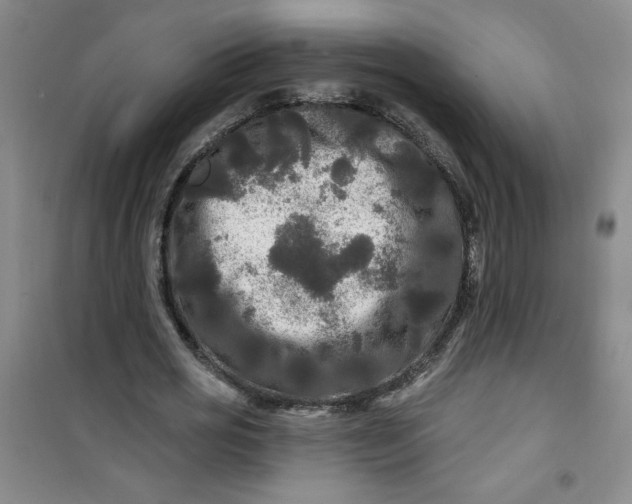 X0000100970725200807151350