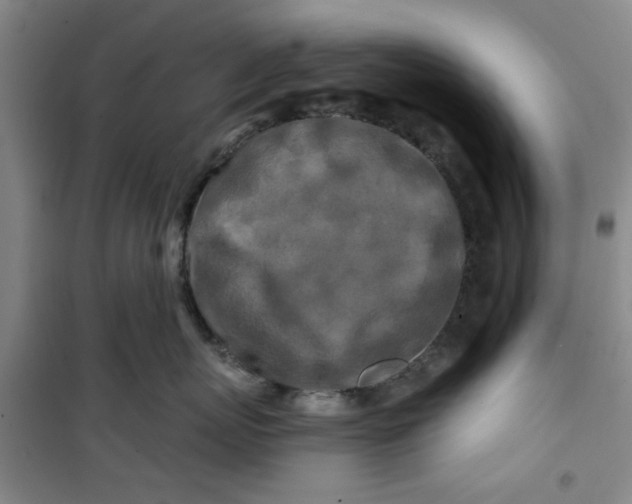 X0000100970767200807151351