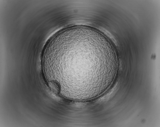 X0000100970782200807151350