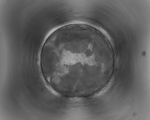 X0000100970862200807151350