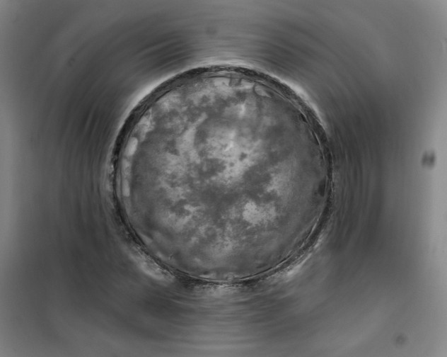 X0000100970879200807151349