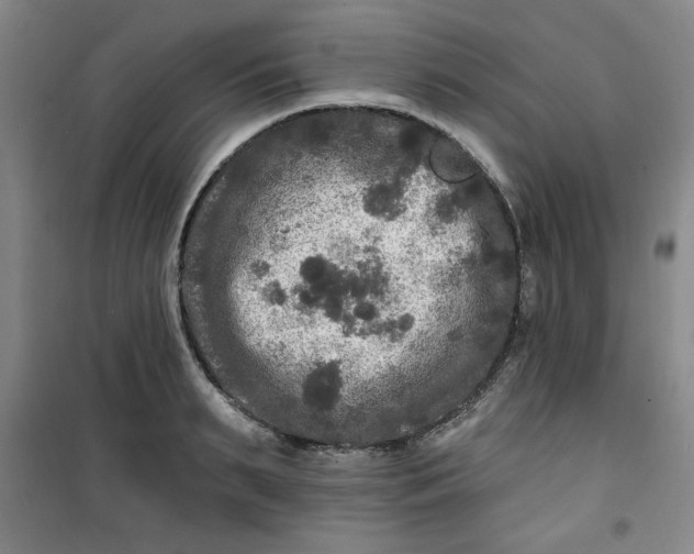 X0000100970895200807151349