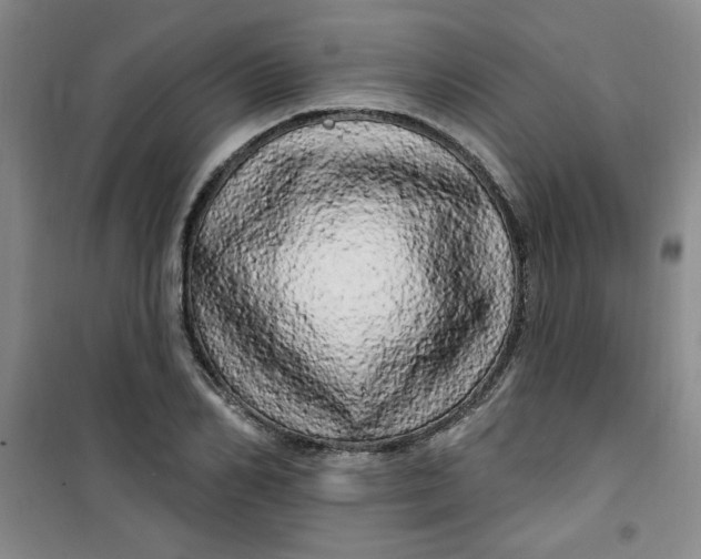 X0000100970982200807151347