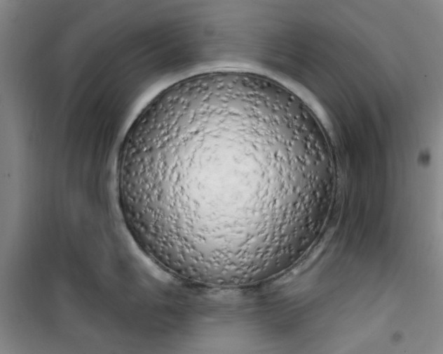 X0000100971006200807151347