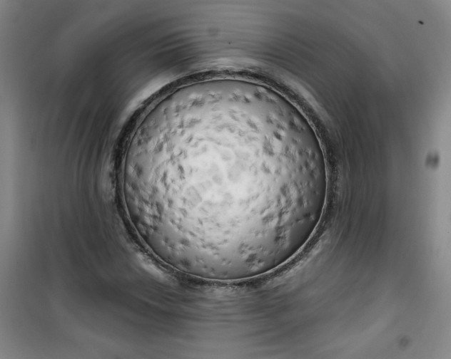 X0000100971018200807151346