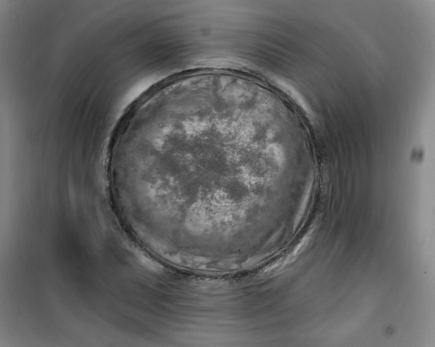 X0000100971071200807151346