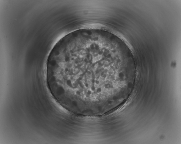 X0000100971083200807151346