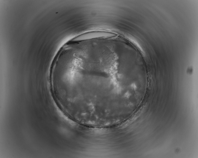 X0000100971087200807151346