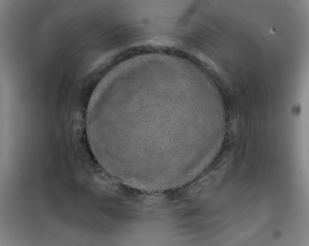 X0000100971110200807151345